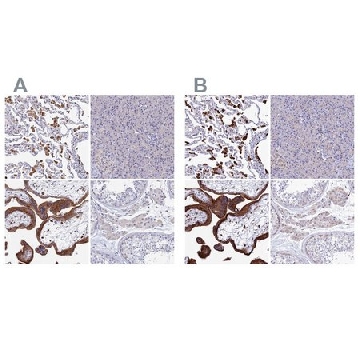 Anti-SPNS1 antibody produced in rabbit，100UL，HPA042988-100UL，Sigma