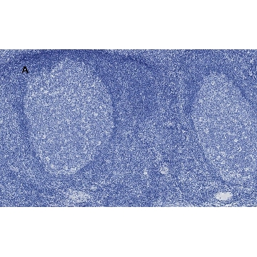 Anti-Aurora B Antibody, clone 7C4, ZooMAb® Rabbit Monoclonal，25UL，ZRB1149-25UL，Sigma