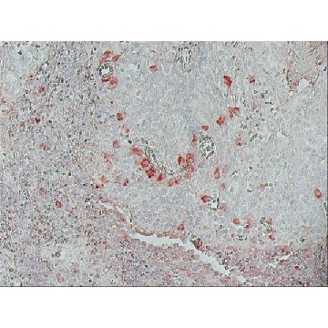 单克隆抗  生物素 −过氧物酶 小鼠抗，1VIAL，A0185-1VL，Sigma