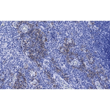 Anti-CD28 Antibody, clone 2N15 ZooMAb® Rabbit Monoclonal，4X25UL，ZRB1298-4X25UL，Sigma