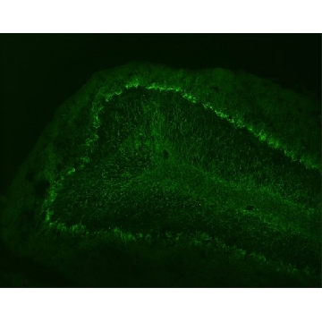 Monoclonal Anti-Neurofilament 68 antibody produced in mouse，0.2ML，N5139-.2ML，Sigma
