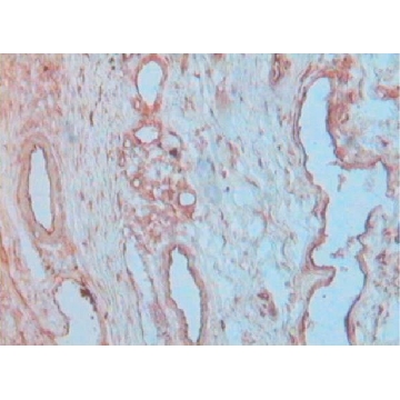 抗-VE-Cadherin (CD144) 兔抗，200UL，V1514-200UL，Sigma