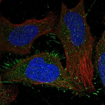 Anti-CALCRL antibody produced in rabbit，100UL，HPA046515-100UL，Sigma