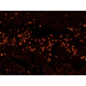 抗人IgG（Fc特异性）−生物素抗体，小鼠单克隆，0.2ML，B3773-.2ML，Sigma