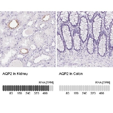 Anti-AQP2 antibody produced in rabbit，100UL，HPA046834-100UL，Sigma