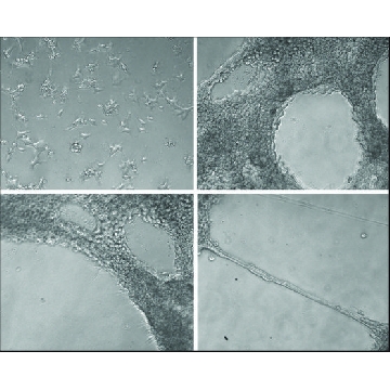 ECM 凝胶 来源于 Engelbreth-Holm-Swarm 小鼠肉瘤，5ML，E1270-5ML，Sigma