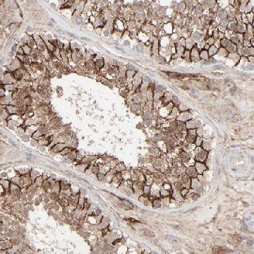 Anti-JAM3 antibody produced in rabbit，100UL，HPA003417-100UL，Sigma