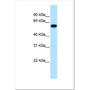 Anti-TRIM72，100UL，SAB2108735-100UL，Sigma