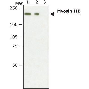 Anti-Myosin IIB, non-muscle antibody produced in rabbit，0.2ML，M7939-.2ML，Sigma