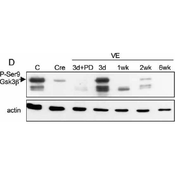 Anti-Actin, N-terminal antibody produced in rabbit，200UL，A2103-200UL，Sigma