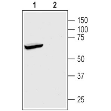 Anti-TREK-1 antibody produced in rabbit，200UL，T6448-200UL，Sigma
