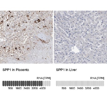 Anti-SPP1 antibody produced in rabbit，100UL，HPA027541-100UL，Sigma
