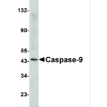 Anti-Caspase-9 antibody produced in rabbit，100UG，SAB3500405-100UG，Sigma