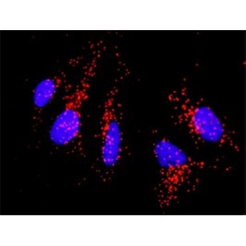 Anti-CD86 antibody produced in rabbit，100UG，SAB1411654-100UG，Sigma
