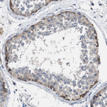 Anti-BNC2 antibody produced in rabbit，100UL，HPA018525-100UL，Sigma