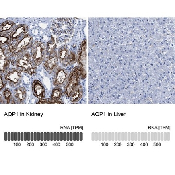 Anti-AQP1 antibody produced in rabbit，100UL，HPA019206-100UL，Sigma