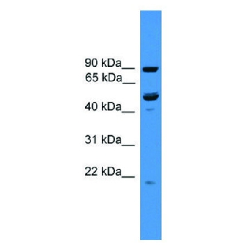 Anti-C3orf59 (C-terminal) antibody produced in rabbit，100UL，SAB2108874-100UL，Sigma