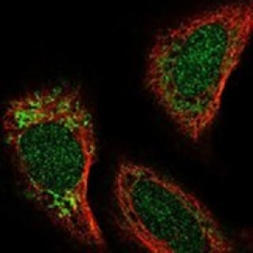 Anti-EXOG antibody produced in rabbit，100UL，HPA071050-100UL，Sigma