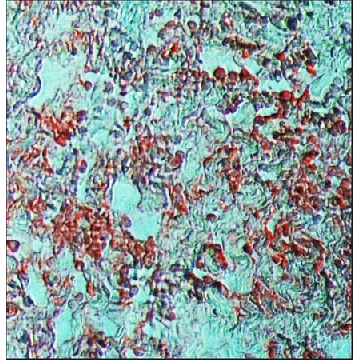 Anti-Goat IgG (whole molecule)–Alkaline Phosphatase antibody produced in rabbit，0.5ML，A4187-.5ML，Sigma