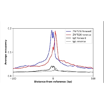 Anti-ZNF526 antibody produced in rabbit，100UL，HPA056609-100UL，Sigma