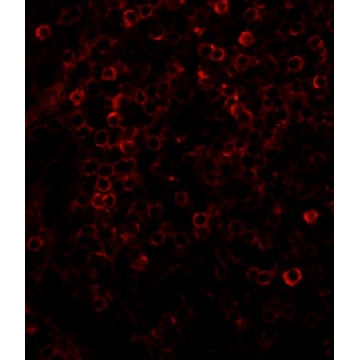抗  兔 IgG（全分子）-TRITC 山羊抗，1ML，T6778-1ML，Sigma