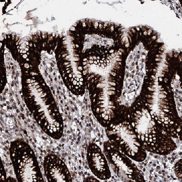 Anti-LSM11 antibody produced in rabbit，100UL，HPA039587-100UL，Sigma
