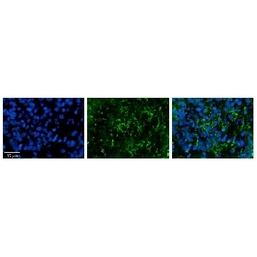 Anti-ZDHHC17 (AB1) antibody produced in rabbit，100UL，AV47141-100UL，Sigma