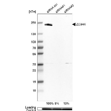 Anti-ZC3H4 antibody produced in rabbit，100UL，HPA040934-100UL，Sigma