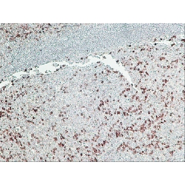Anti-Rabbit IgG (γ-chain specific)–Peroxidase antibody, Mouse monoclonal，1VIAL，A1949-1VL，Sigma
