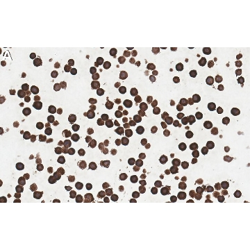 Anti-LBPA Antibody, clone 6C4 ZooMAb® Mouse Monoclonal，4X25UL，ZMS1107-4X25UL，Sigma
