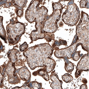 Anti-JAG2 antibody produced in rabbit，100UL，HPA030636-100UL，Sigma