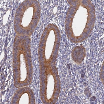 Anti-SLC38A11 antibody produced in rabbit，100UL，HPA043432-100UL，Sigma