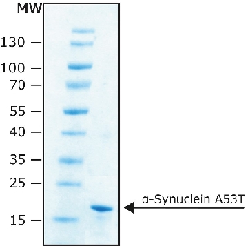 α-Synuclein A53T 人，500UG，S1071-500UG，Sigma