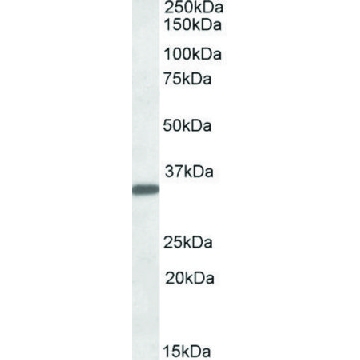 Anti-FGL1 antibody produced in goat，100UG，SAB2501497-100UG，Sigma