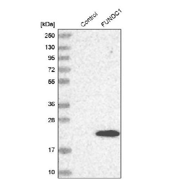 Anti-FUNDC1 兔抗，100UL，HPA038773-100UL，Sigma