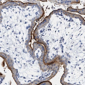 Anti-NAALADL2 antibody produced in rabbit，100UL，HPA017425-100UL，Sigma