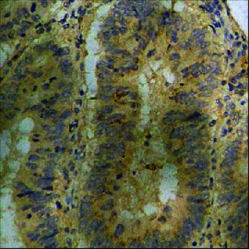 抗-磷酸化-AMPK α (pThr¹⁷²) 兔抗，100UG，SAB4503754-100UG，Sigma