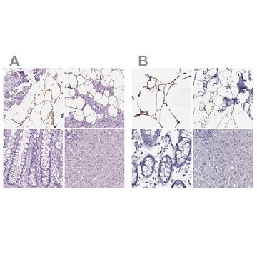 Anti-PLIN4 antibody produced in rabbit，100UL，HPA044682-100UL，Sigma
