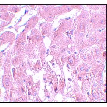 Anti-SUMO2/3 antibody produced in rabbit，100UG，SAB3500488-100UG，Sigma