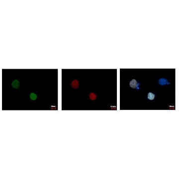 Monoclonal Anti-RFP antibody produced in mouse，100UL，SAB2702202-100UL，Sigma