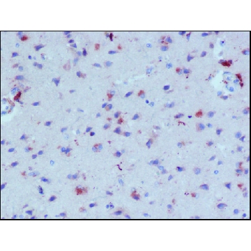 抗-β淀粉样蛋白抗体，小鼠单克隆 小鼠抗，100UL，A8354-100UL，Sigma