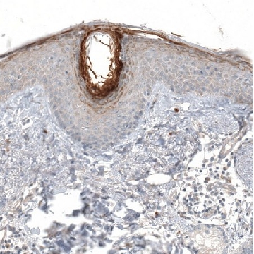 Anti-HRNR antibody produced in rabbit，100UL，HPA031469-100UL，Sigma