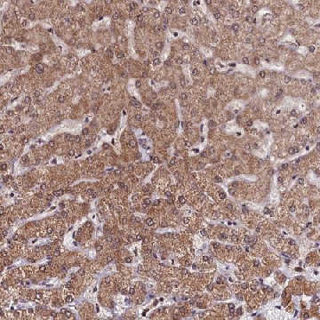 Anti-CLPX antibody produced in rabbit，100UL，HPA040262-100UL，Sigma