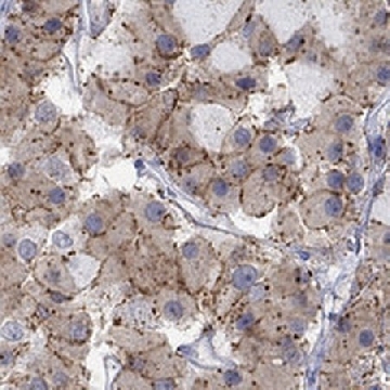 Anti-CNR1 antibody produced in rabbit，100UL，HPA069945-100UL，Sigma