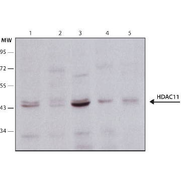 Anti-Histone Deacetylase 11 (HDAC11) antibody produced in rabbit，200UL，H4539-200UL，Sigma