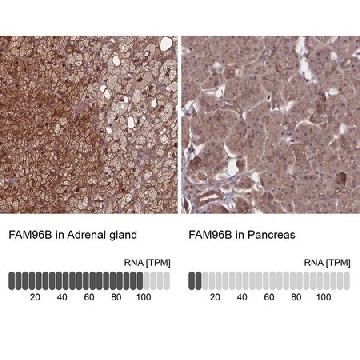 Anti-FAM96B antibody produced in rabbit，100UL，HPA041501-100UL，Sigma