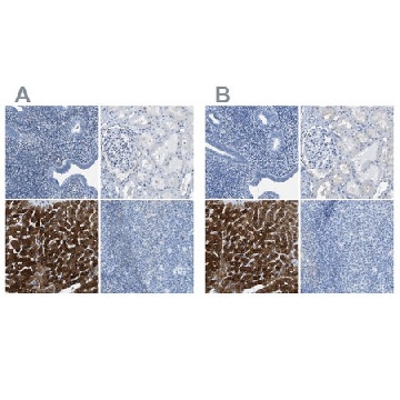 Anti-ASGR1 antibody produced in rabbit，100UL，HPA011954-100UL，Sigma