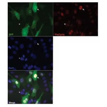 Anti-PAX7 antibody produced in rabbit，100UL，SAB2108385-100UL，Sigma