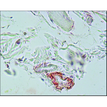 Monoclonal Anti-Elastin antibody produced in mouse，25UL，E4013-25UL，Sigma