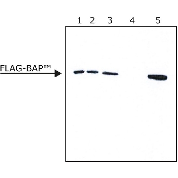 FLAG ® 免疫沉淀试剂盒，1KIT，FLAGIPT1-1KT，密理博